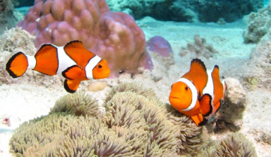 ニモっぽい魚
