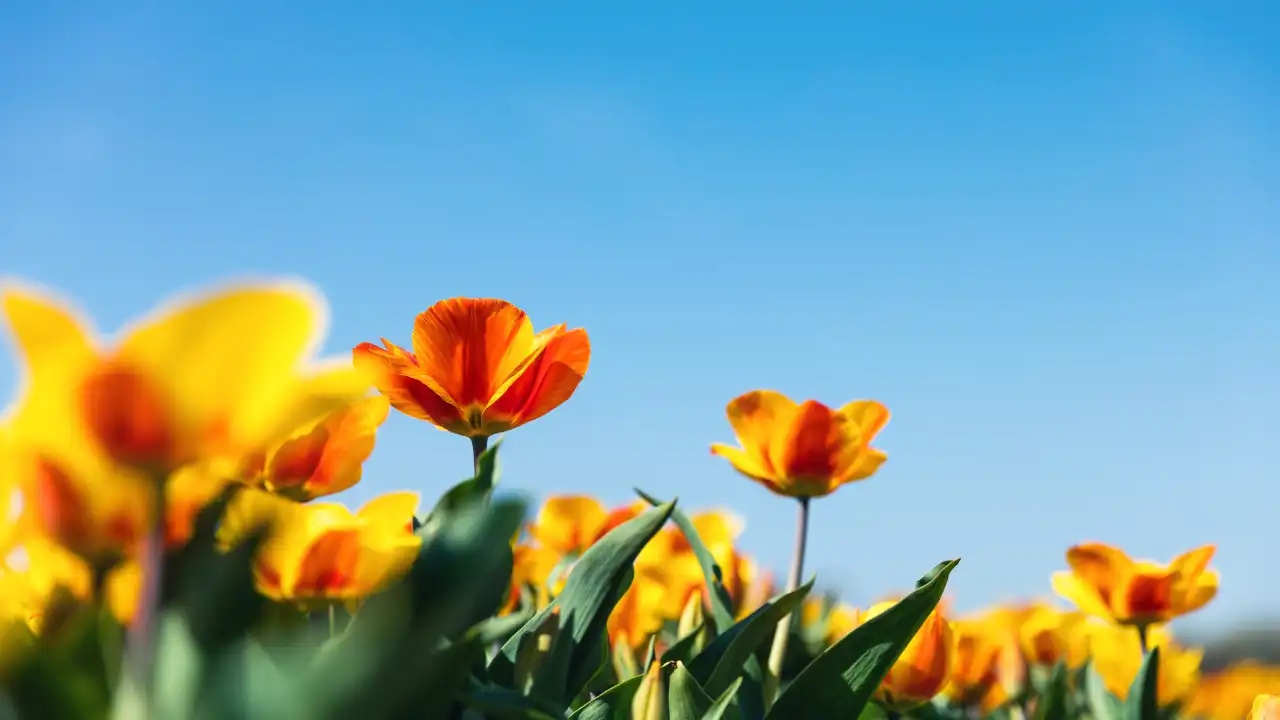 青空の下に黄色とオレンジ色の花が咲いている画像