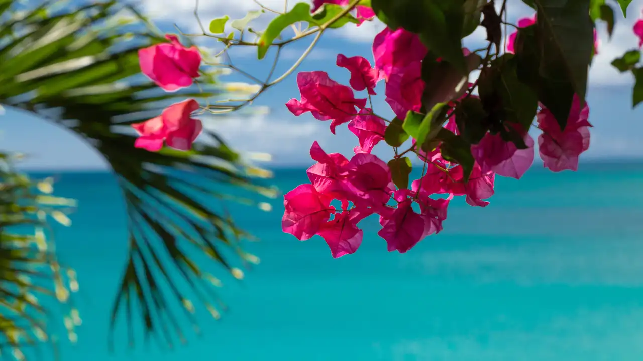 海を背景にピンク色の花が咲いている画像