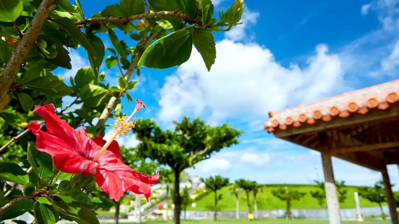 青空の背景。赤いハイビスカスの画像