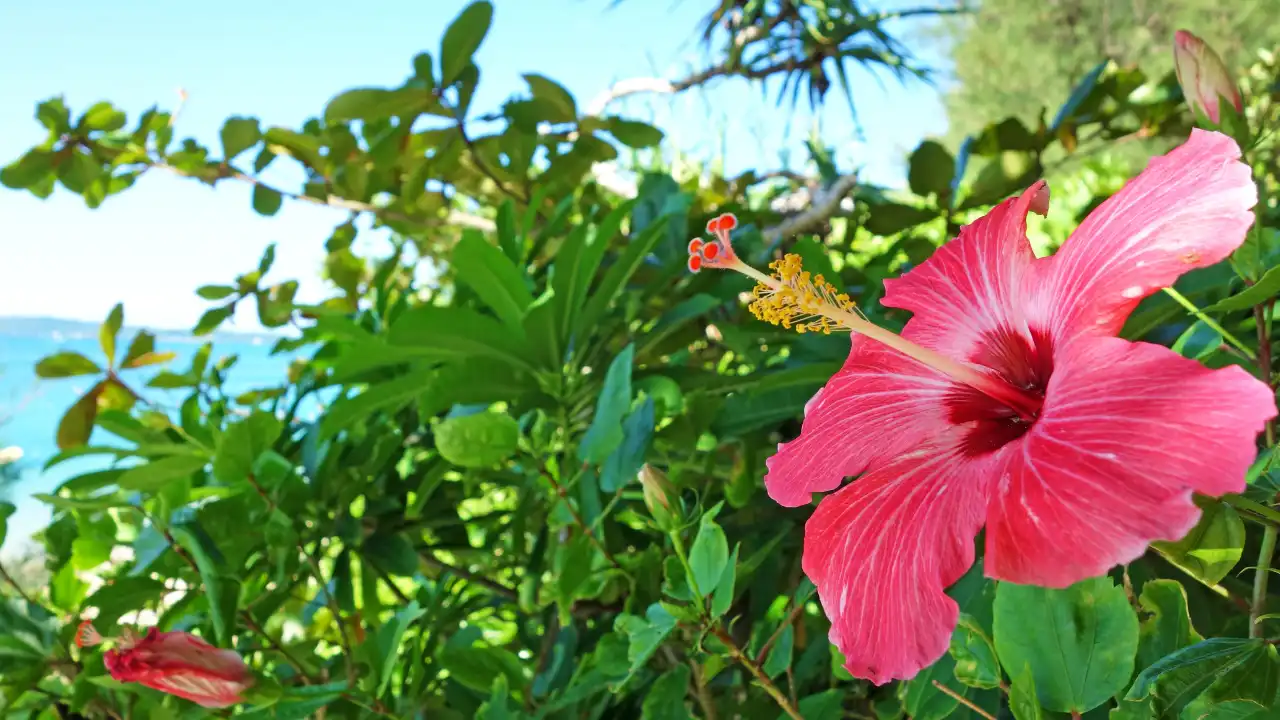 背景には青い海。画面手前にはハイビスカスの花と葉が大きく写されている画像