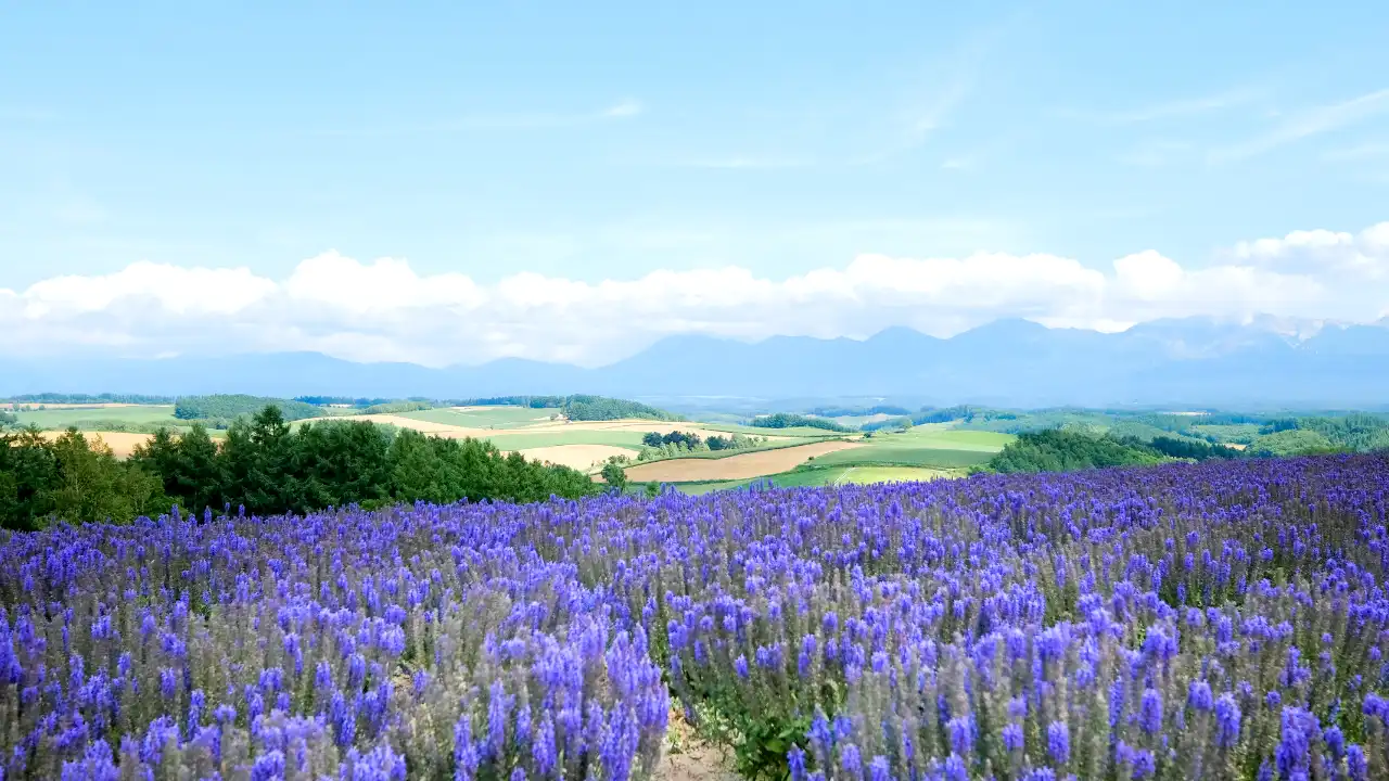 青空が広がり山々が映る背景。ラベンダー畑が広がる画像